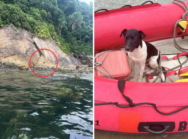 Cachorro é resgatado em ilha do litoral de SP