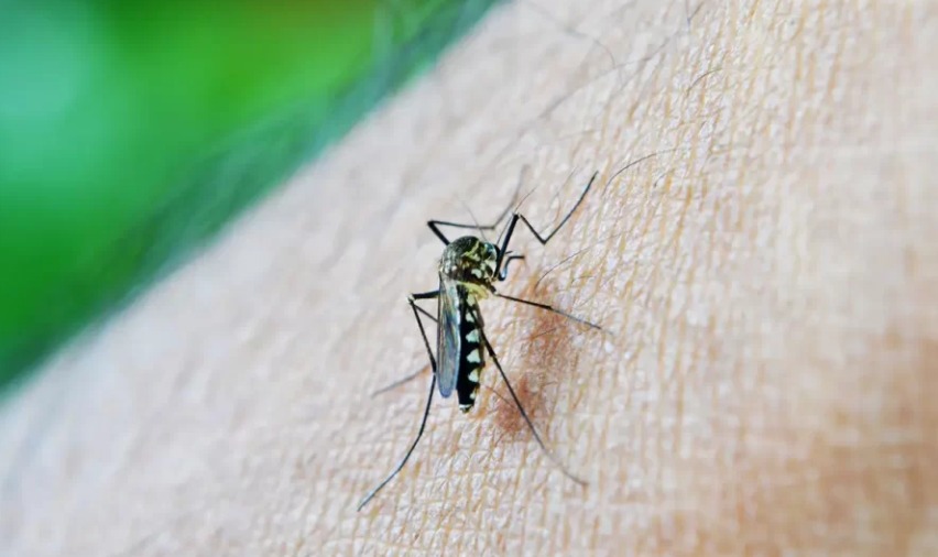 Baixada Santista registra mais três mortes por dengue e número de óbitos chega a 10